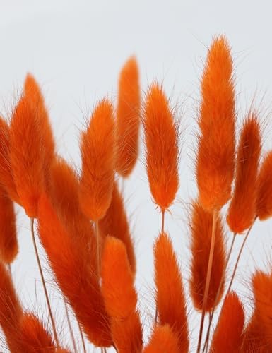 Xins Convey 120pcs Bunny Tail Dried Flowers 16 Inch Burnt Orange