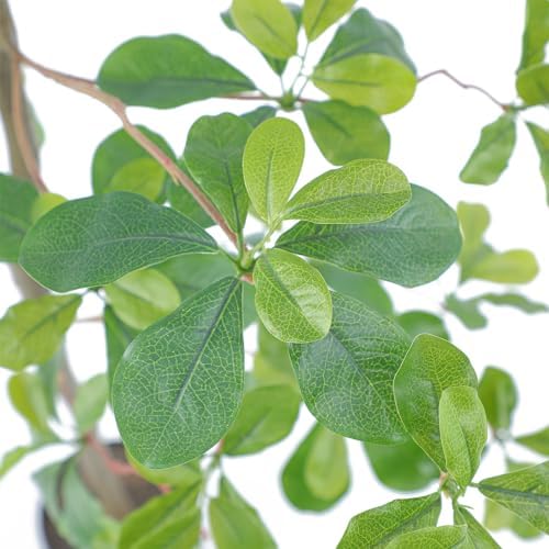 Bellacat Faux Black Olive Tree 7ft Indoor Dcor