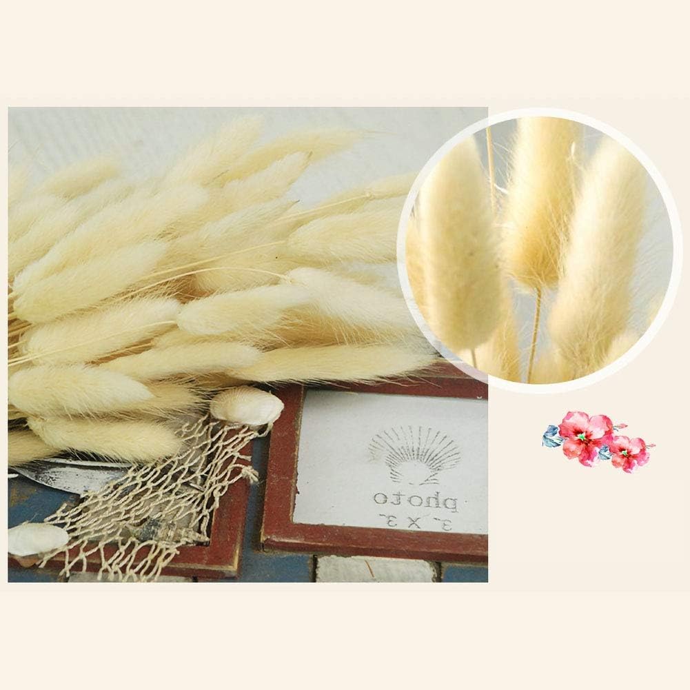 Ochine 50 Pcs Dried Lagurus Ovatus Bouquet
