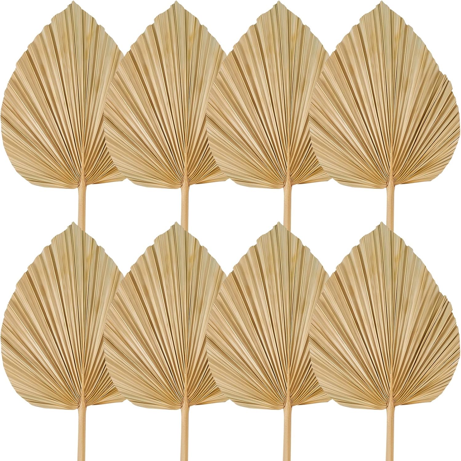 Fabbay 8 Piece 20x9 Inch Dried Palm Leaves Decor